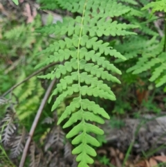 Histiopteris incisa at Namadgi National Park - suppressed