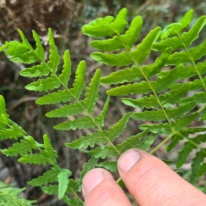 Histiopteris incisa at Namadgi National Park - suppressed