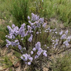 Olearia stricta var. parvilobata at Namadgi National Park - 10 Feb 2024 01:06 PM