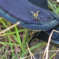 Amegilla (Zonamegilla) asserta (Blue Banded Bee) at Lower Molonglo - 11 Feb 2024 by Jiggy