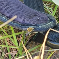 Amegilla (Zonamegilla) asserta at Molonglo River Reserve - 12 Feb 2024