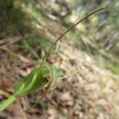 Diplodium decurvum (Summer greenhood) at Uriarra Village, ACT - 11 Feb 2024 by Christine