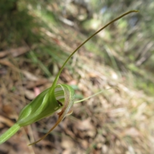 Diplodium decurvum at Namadgi National Park - 11 Feb 2024