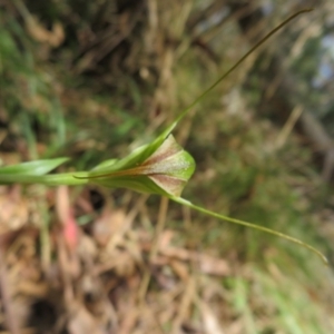 Diplodium decurvum at Namadgi National Park - 11 Feb 2024