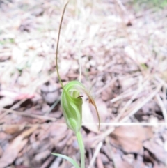 Diplodium decurvum at Namadgi National Park - 11 Feb 2024