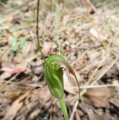 Diplodium decurvum at Namadgi National Park - 11 Feb 2024