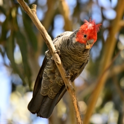 Callocephalon fimbriatum (Gang-gang Cockatoo) at Cook, ACT - 11 Feb 2024 by Thurstan