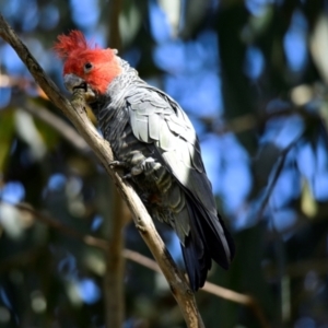 Callocephalon fimbriatum at Cook, ACT - 12 Feb 2024