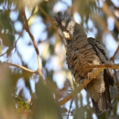 Callocephalon fimbriatum at Cook, ACT - 12 Feb 2024