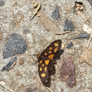 Asura cervicalis at Sullivans Creek, Acton - 12 Feb 2024