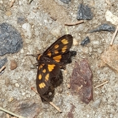 Asura cervicalis at Sullivans Creek, Acton - 12 Feb 2024