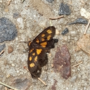 Asura cervicalis at Sullivans Creek, Acton - 12 Feb 2024