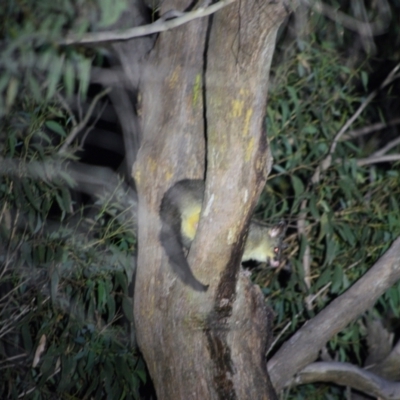 Trichosurus vulpecula (Common Brushtail Possum) at Thirlmere, NSW - 11 Feb 2024 by Freebird