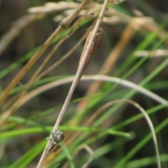 Maratus scutulatus at Namadgi National Park - 11 Feb 2024