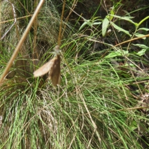 Maratus scutulatus at Namadgi National Park - 11 Feb 2024