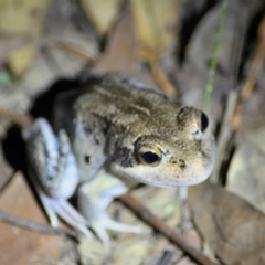 Unidentified Frog at Thirlmere, NSW - 11 Feb 2024 by Freebird