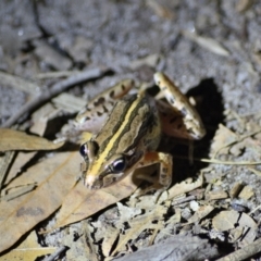 Limnodynastes peronii (Brown-striped Frog) at Thirlmere, NSW - 11 Feb 2024 by Freebird