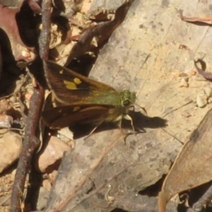 Timoconia flammeata at Namadgi National Park - 11 Feb 2024