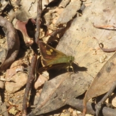 Timoconia flammeata at Namadgi National Park - 11 Feb 2024 02:52 PM