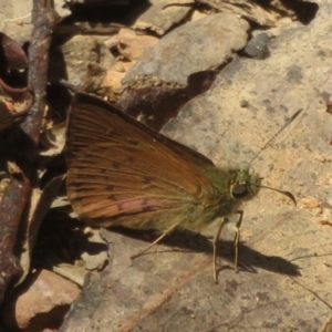 Timoconia flammeata at Namadgi National Park - 11 Feb 2024 02:52 PM