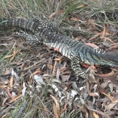 Varanus varius (Lace Monitor) at Gundaroo, NSW - 6 Feb 2024 by JonLewis