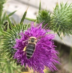 Apis mellifera (European honey bee) at Mitchell, ACT - 31 Jan 2024 by Suz23