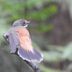 Rhipidura rufifrons (Rufous Fantail) at Bundanoon, NSW - 10 Feb 2024 by HelenCross