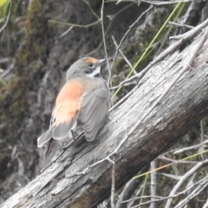 Rhipidura rufifrons at Bundanoon - 10 Feb 2024