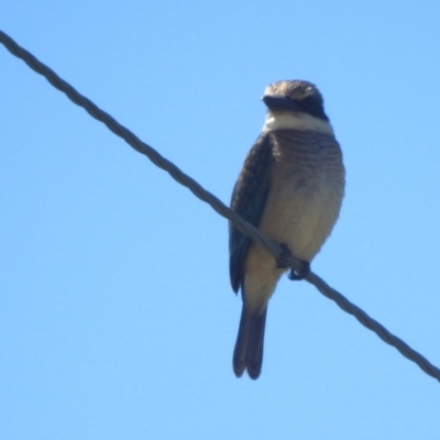 Todiramphus sanctus (Sacred Kingfisher) at Lions Youth Haven - Westwood Farm - 11 Feb 2024 by HelenCross