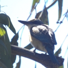 Todiramphus sanctus at Lions Youth Haven - Westwood Farm A.C.T. - 11 Feb 2024