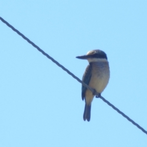 Todiramphus sanctus at Lions Youth Haven - Westwood Farm A.C.T. - 11 Feb 2024