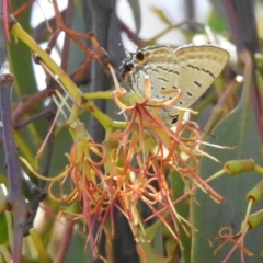 Jalmenus ictinus (Stencilled Hairstreak) at Kambah, ACT - 11 Feb 2024 by HelenCross