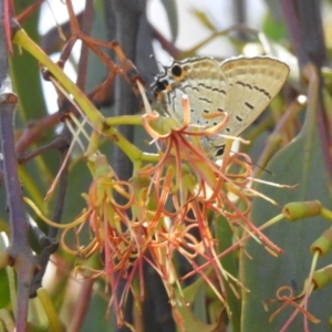 Jalmenus ictinus at Lions Youth Haven - Westwood Farm A.C.T. - 11 Feb 2024