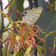 Jalmenus ictinus at Lions Youth Haven - Westwood Farm A.C.T. - 11 Feb 2024 01:45 PM