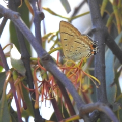 Jalmenus ictinus at Lions Youth Haven - Westwood Farm A.C.T. - 11 Feb 2024 01:45 PM