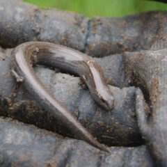 Hemiergis talbingoensis (Three-toed Skink) at Charleys Forest, NSW - 24 Oct 2020 by arjay