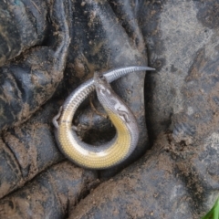 Hemiergis talbingoensis at QPRC LGA - 25 Oct 2020