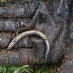 Hemiergis talbingoensis at QPRC LGA - 25 Oct 2020