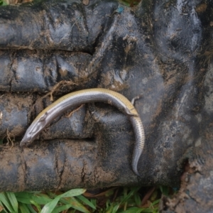 Hemiergis talbingoensis at QPRC LGA - 25 Oct 2020