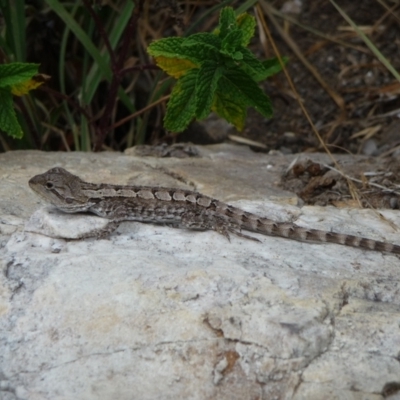 Amphibolurus muricatus (Jacky Lizard) at QPRC LGA - 19 Jan 2014 by arjay