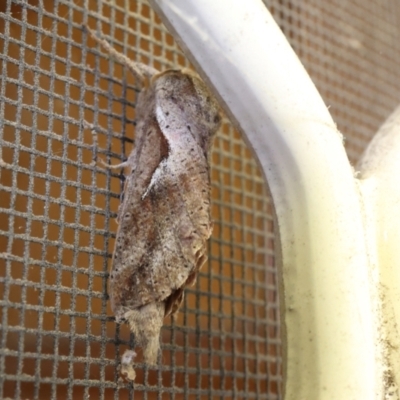 Elhamma australasiae (A Swift or Ghost moth (Hepialidae)) at Lyons, ACT - 12 Feb 2024 by ran452