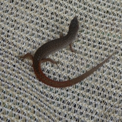 Saproscincus mustelinus (Weasel Skink) at Charleys Forest, NSW - 4 Feb 2021 by arjay