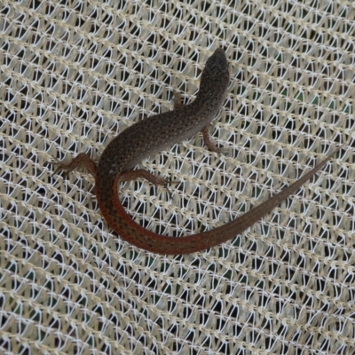 Saproscincus mustelinus (Weasel Skink) at QPRC LGA - 4 Feb 2021 by arjay