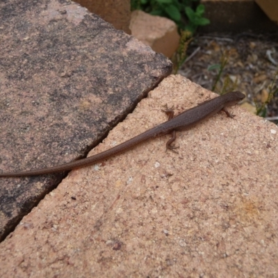 Saproscincus mustelinus (Weasel Skink) at Charleys Forest, NSW - 22 Dec 2013 by arjay