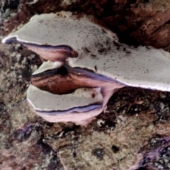 Ganoderma sp. (Ganoderma sp.) at Box Cutting Rainforest Walk - 11 Feb 2024 by Teresa