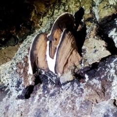 Ganoderma sp. at Box Cutting Rainforest Walk - suppressed