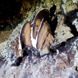 Ganoderma sp. at Box Cutting Rainforest Walk - suppressed