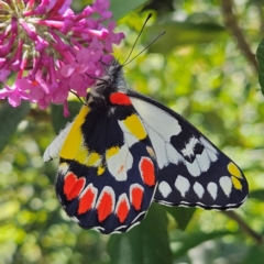 Delias aganippe (Spotted Jezebel) at QPRC LGA - 12 Feb 2024 by MatthewFrawley