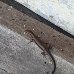 Lampropholis guichenoti (Common Garden Skink) at QPRC LGA - 26 Nov 2010 by arjay