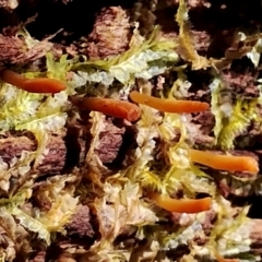 Calocera sp. at Bodalla State Forest - 12 Feb 2024